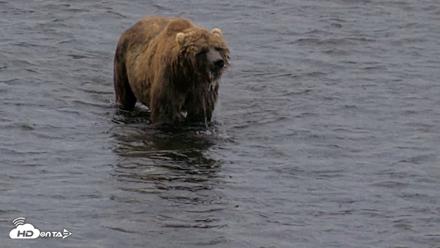 Kodiak Alaska Brown Bears Live Webcam - Aug 6, 2026, 6:42am AKDT