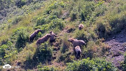 Kodiak Alaska Brown Bears Live Webcam - Jul 31, 2026, 2:18pm AKDT