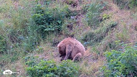 Kodiak Alaska Brown Bears Live Webcam - Aug 7, 2026, 12:49pm AKDT