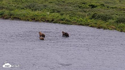 Kodiak Alaska Brown Bears Live Webcam - Aug 7, 2026, 10:02am AKDT