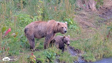 Kodiak Alaska Brown Bears Live Webcam - Aug 10, 2026, 5:05pm AKDT