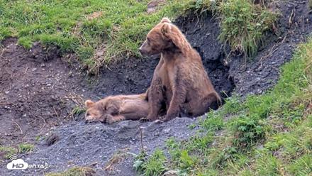 Kodiak Alaska Brown Bears Live Webcam - Aug 22, 2026, 3:21pm AKDT