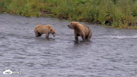 Kodiak Alaska Brown Bears Live Webcam - Aug 6, 2026, 7:09pm AKDT