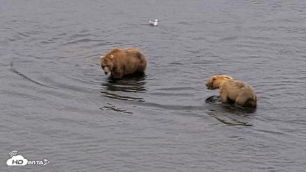 Kodiak Alaska Brown Bears Live Webcam - Aug 5, 2026, 7:06am AKDT