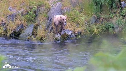 Kodiak Alaska Brown Bears Live Webcam - Aug 1, 2026, 7:08pm AKDT