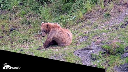 Kodiak Alaska Brown Bears Live Webcam - Jul 25, 2026, 5:57pm AKDT