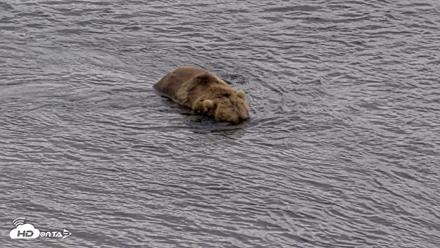 Kodiak Alaska Brown Bears Live Webcam - Aug 20, 2026, 1:48pm AKDT