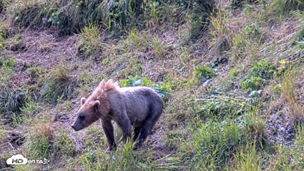Kodiak Alaska Brown Bears Live Webcam - Aug 1, 2026, 12:56pm AKDT