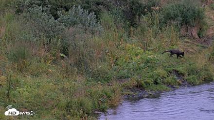 Kodiak Alaska Brown Bears Live Webcam - Aug 17, 2026, 8:40pm AKDT