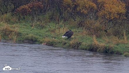 Kodiak Alaska Brown Bears Live Webcam - Oct 5, 2026, 11:59am AKDT