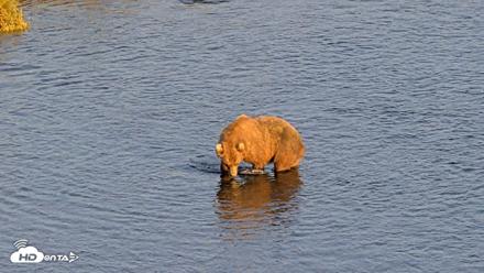 Kodiak Alaska Brown Bears Live Webcam - Aug 8, 2026, 8:24pm AKDT