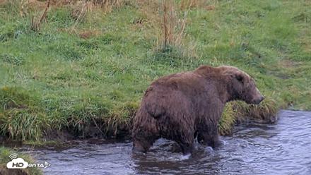 Kodiak Alaska Brown Bears Live Webcam - Oct 6, 2026, 11:03am AKDT