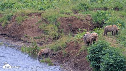 Kodiak Alaska Brown Bears Live Webcam - Aug 9, 2026, 6:08pm AKDT