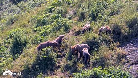 Kodiak Alaska Brown Bears Live Webcam - Jul 31, 2026, 2:19pm AKDT