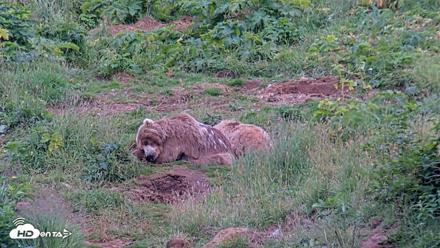 Kodiak Alaska Brown Bears Live Webcam - Aug 10, 2026, 8:44pm AKDT