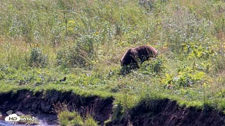 Kodiak Alaska Brown Bears Live Webcam - Aug 23, 2026, 1:44pm AKDT