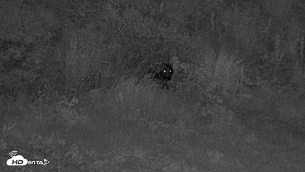 Kodiak Alaska Brown Bears Live Webcam - Aug 10, 2026, 10:58pm AKDT