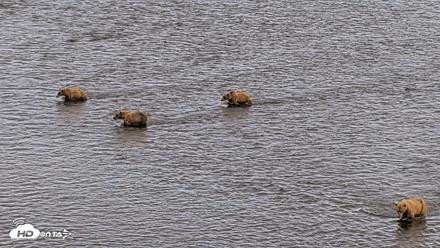 Kodiak Alaska Brown Bears Live Webcam - Aug 1, 2026, 6:55pm AKDT