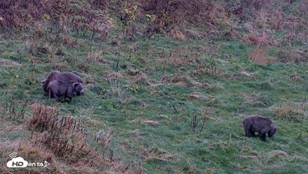 Kodiak Alaska Brown Bears Live Webcam - Oct 12, 2026, 6:59pm AKDT