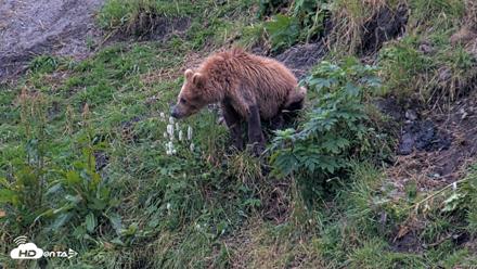 Kodiak Alaska Brown Bears Live Webcam - Aug 11, 2026, 7:32am AKDT