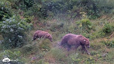 Kodiak Alaska Brown Bears Live Webcam - Aug 12, 2026, 2:21pm AKDT