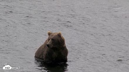 Kodiak Alaska Brown Bears Live Webcam - Aug 14, 2026, 1:58pm AKDT
