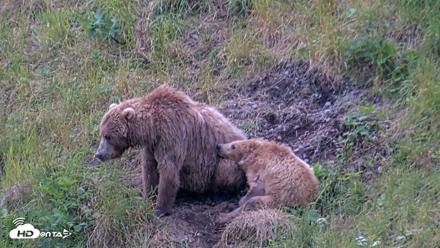 Kodiak Alaska Brown Bears Live Webcam - Aug 3, 2026, 8:27pm AKDT