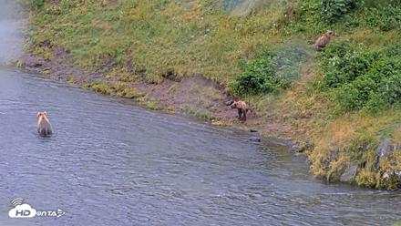 Kodiak Alaska Brown Bears Live Webcam - Aug 12, 2026, 5:14pm AKDT