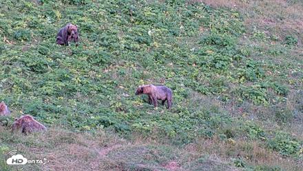 Kodiak Alaska Brown Bears Live Webcam - Aug 11, 2026, 8:11pm AKDT