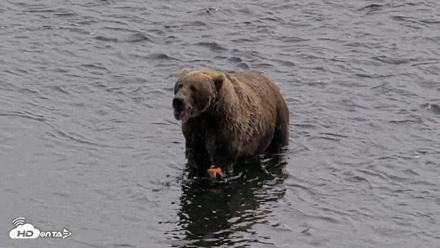 Kodiak Alaska Brown Bears Live Webcam - Aug 27, 2026, 2:51pm AKDT