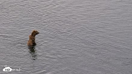 Kodiak Alaska Brown Bears Live Webcam - Jul 25, 2026, 11:41am AKDT