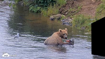 Kodiak Alaska Brown Bears Live Webcam - Aug 2, 2026, 2:03pm AKDT