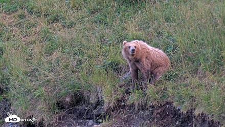 Kodiak Alaska Brown Bears Live Webcam - Aug 7, 2026, 9:39pm AKDT