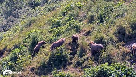 Kodiak Alaska Brown Bears Live Webcam - Jul 31, 2026, 2:18pm AKDT