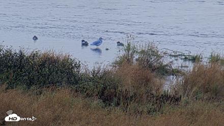Kodiak Alaska Brown Bears Live Webcam - Oct 5, 2026, 9:35am AKDT