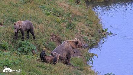 Kodiak Alaska Brown Bears Live Webcam - Aug 14, 2026, 8:40pm AKDT