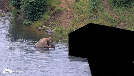 Kodiak Alaska Brown Bears Live Webcam - Aug 2, 2026, 2:02pm AKDT