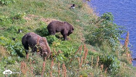 Kodiak Alaska Brown Bears Live Webcam - Aug 23, 2026, 4:46pm AKDT