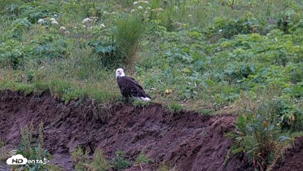 Kodiak Alaska Brown Bears Live Webcam - Aug 4, 2026, 9:54pm AKDT