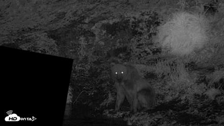 Kodiak Alaska Brown Bears Live Webcam - Aug 1, 2026, 12:27am AKDT