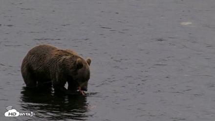 Kodiak Alaska Brown Bears Live Webcam - Aug 17, 2026, 8:43pm AKDT
