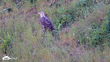 Kodiak Alaska Brown Bears Live Webcam - Jul 30, 2026, 8:42pm AKDT