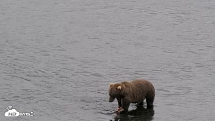 Kodiak Alaska Brown Bears Live Webcam - Aug 18, 2026, 4:57pm AKDT