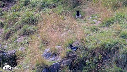 Kodiak Alaska Brown Bears Live Webcam - Aug 22, 2026, 1:55pm AKDT
