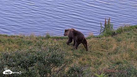 Kodiak Alaska Brown Bears Live Webcam - Aug 26, 2026, 8:50pm AKDT