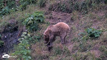 Kodiak Alaska Brown Bears Live Webcam - Aug 2, 2026, 10:21pm AKDT