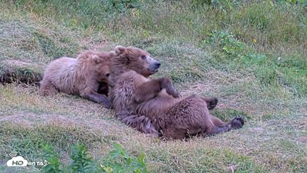 Kodiak Alaska Brown Bears Live Webcam - Aug 3, 2026, 7:57pm AKDT