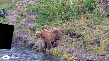 Kodiak Alaska Brown Bears Live Webcam - Aug 7, 2026, 6:31pm AKDT
