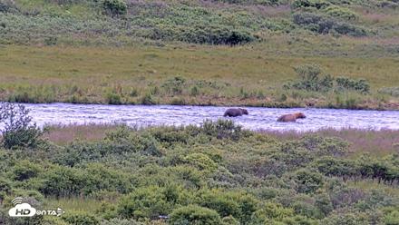 Kodiak Alaska Brown Bears Live Webcam - Aug 6, 2026, 11:07am AKDT