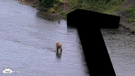 Kodiak Alaska Brown Bears Live Webcam - Aug 20, 2026, 5:18pm AKDT